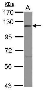 eIF3c Antibody in Western Blot (WB)