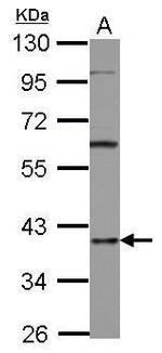 hnRNP D Antibody in Western Blot (WB)