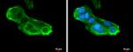 RPL5 Antibody in Immunocytochemistry (ICC/IF)