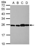 RPL29 Antibody in Western Blot (WB)