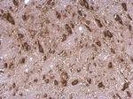 RPS15 Antibody in Immunohistochemistry (Paraffin) (IHC (P))