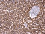 RPS15 Antibody in Immunohistochemistry (Paraffin) (IHC (P))