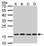 RPS15 Antibody in Western Blot (WB)