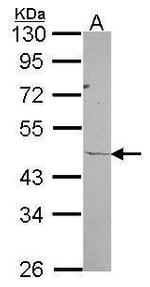 RPL3 Antibody in Western Blot (WB)