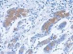 Annexin A2 Antibody in Immunohistochemistry (Paraffin) (IHC (P))