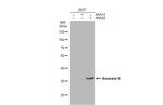 Annexin A2 Antibody in Western Blot (WB)