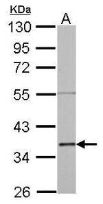 Annexin A2 Antibody in Western Blot (WB)