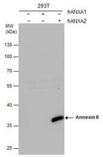 Annexin A2 Antibody in Western Blot (WB)