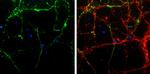 VGAT Antibody in Immunocytochemistry (ICC/IF)