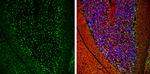 VGAT Antibody in Immunohistochemistry (Frozen) (IHC (F))