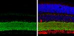 VGAT Antibody in Immunohistochemistry (Paraffin) (IHC (P))