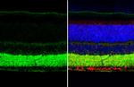 VGAT Antibody in Immunohistochemistry (Paraffin) (IHC (P))