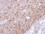 VGAT Antibody in Immunohistochemistry (Paraffin) (IHC (P))