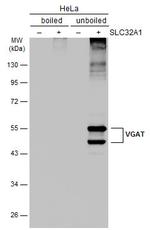 VGAT Antibody in Western Blot (WB)