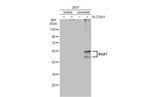 VGAT Antibody in Western Blot (WB)