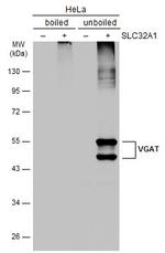 VGAT Antibody in Western Blot (WB)