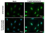 ATF4 Antibody in Immunocytochemistry (ICC/IF)