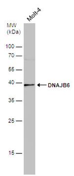 DNAJB6 Antibody in Western Blot (WB)