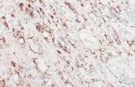 TPH2 Antibody in Immunohistochemistry (Paraffin) (IHC (P))