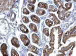 eIF3f Antibody in Immunohistochemistry (Paraffin) (IHC (P))