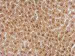 APLP2 Antibody in Immunohistochemistry (Paraffin) (IHC (P))