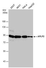 APLP2 Antibody in Western Blot (WB)