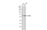 RAP1 Antibody in Western Blot (WB)