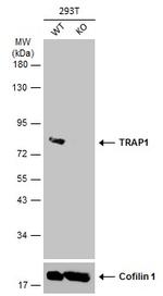 TRAP1 Antibody