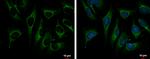 TRAP1 Antibody in Immunocytochemistry (ICC/IF)