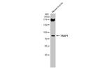 TRAP1 Antibody in Western Blot (WB)