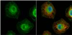 MCL-1 Antibody in Immunocytochemistry (ICC/IF)