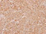 ZNHIT1 Antibody in Immunohistochemistry (Paraffin) (IHC (P))