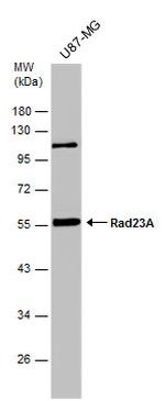 RAD23A Antibody in Western Blot (WB)