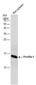 Profilin 1 Antibody in Western Blot (WB)