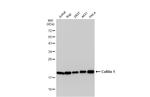 Cofilin Antibody in Western Blot (WB)