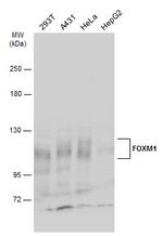 FOXM1 Antibody in Western Blot (WB)