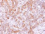 KARS Antibody in Immunohistochemistry (Paraffin) (IHC (P))