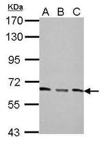 PPP2R1A Antibody in Western Blot (WB)