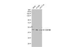 DDOST Antibody in Western Blot (WB)