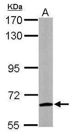 WDR1 Antibody in Western Blot (WB)