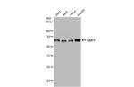 TRIM28 Antibody in Western Blot (WB)