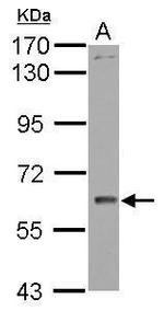 WDR1 Antibody in Western Blot (WB)