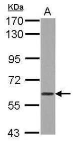 WDR1 Antibody in Western Blot (WB)