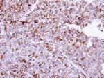 HYOU1 Antibody in Immunohistochemistry (Paraffin) (IHC (P))