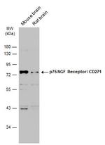 NGFR Antibody in Western Blot (WB)