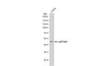 EEF1A1 Antibody in Western Blot (WB)