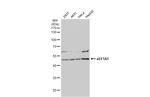 EEF1A1 Antibody in Western Blot (WB)