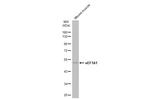 EEF1A1 Antibody in Western Blot (WB)