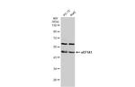 EEF1A1 Antibody in Western Blot (WB)