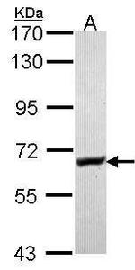 Glycerol kinase Antibody in Western Blot (WB)